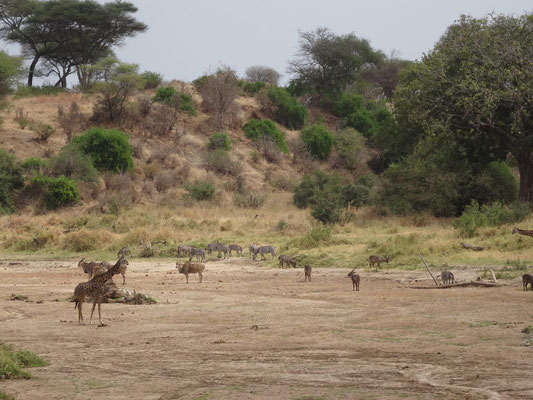 Kontraste: Trockenheit im Tarangire-Nationalpark zwingt die Tiere zum graben nach Wasser im oberfllaechlich trockenen Flusstal.