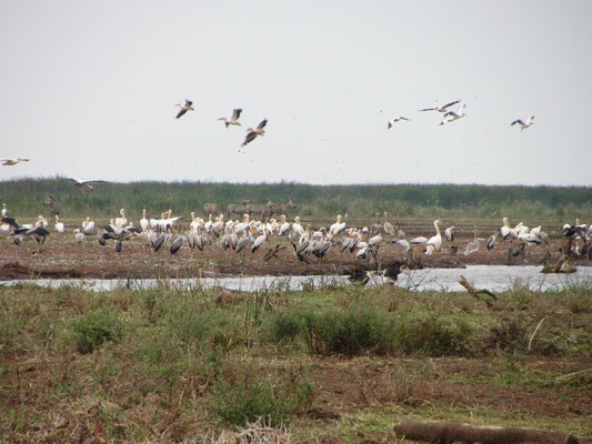 Ein kleiner Ausschnitt der artenreichen Tierwelt am Lake Manyara.