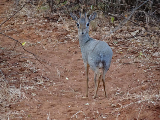 Das scheue Dik-Dik vertraute auf seine gute Tarnung und blieb regungslos stehen.