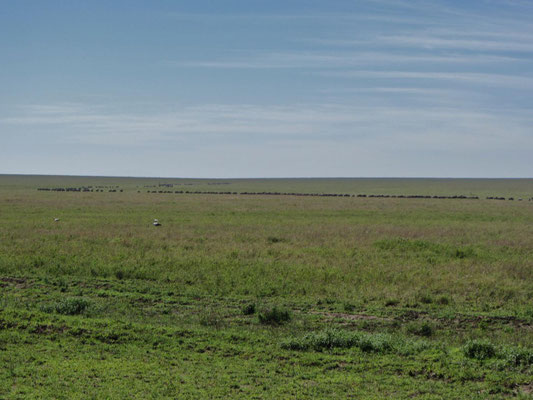 Tierwanderung im Serengeti-Nationalpark: Tiere laufend oder weidend ...