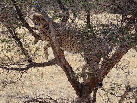 Gepard auf Ausguck im Baum.