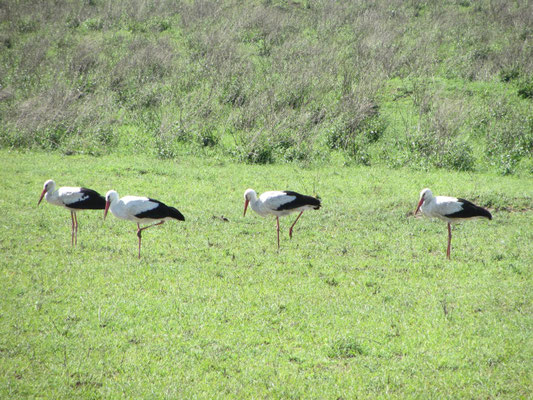 Aus dem winterlichen Europa geflüchtete Weißstörche in der Serengeti.