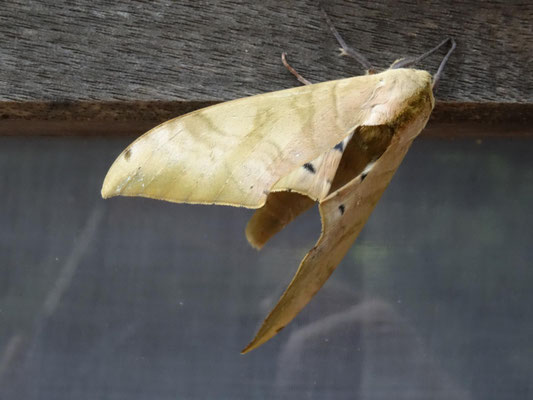 Tolle Tarnung!! Sieht aus wie ein trockenes Blatt, ist aber ein Falter am Fenster meiner Unterkunft.