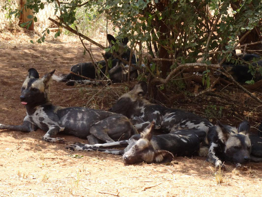 In der Mittagshitze suchen die Tiere natuerlich den Schatten. Ihre hauptsaechliche Aktivitaetszeit ist frueh am Morgen und Abends.