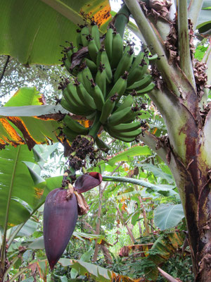 Fruchtstand der Banane.
