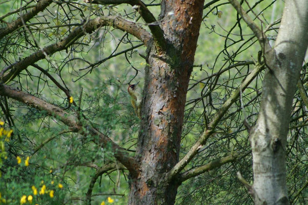 Grünspecht im Naturschutzgebiet Mühlheim.