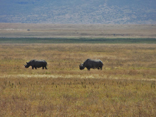 Zwei Rhinos im Ngorongoro-Krater.