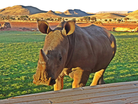 Dieses kleine Nashorn war sehr neugierig auf mich. Als der Abstand nur noch 1 m war --> Zeit für mich für einen vorsichtigen Rückzug.