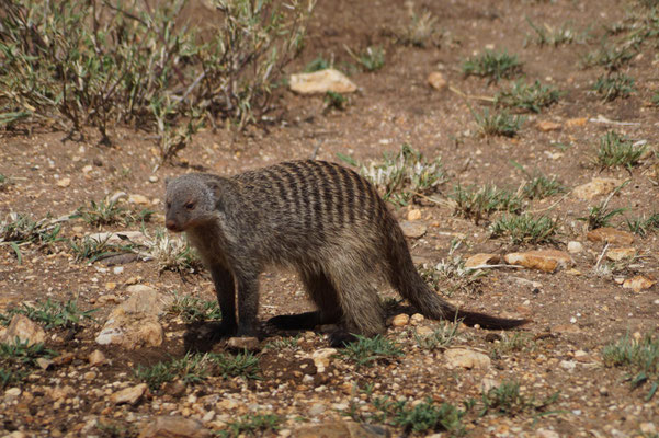 Eine Manguste in der Serengeti.