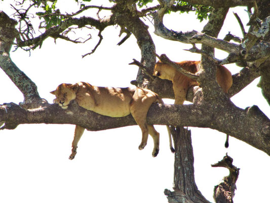 Zwei Löwenweibchen sind auf der Flucht vor den unsagbar vielen, sehr lästigen Fliegen auf einen Baum geklettert.