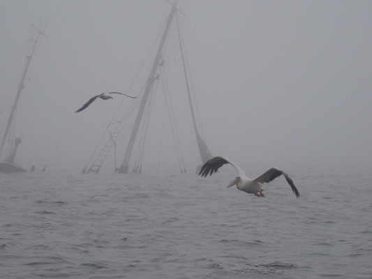 Pelikan im Anflug auf unser Boot zum "Einkassieren" von Futter.