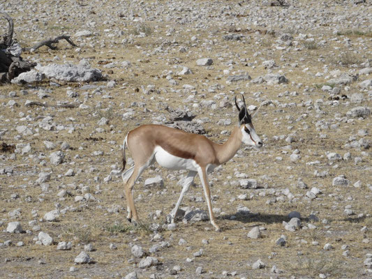 Ein Springbock. Den Namen tragen die Tiere zu Recht, denn sie können bei der Flucht beeindruckende Sprünge machen.