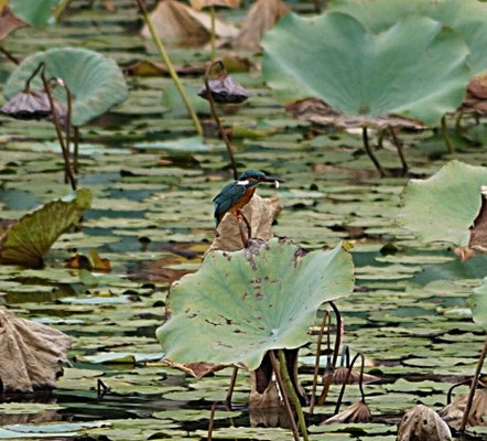 Überraschendes China 2014: Eisvogel mit Fisch auf einer Lotusblume im Teich in Guanlan