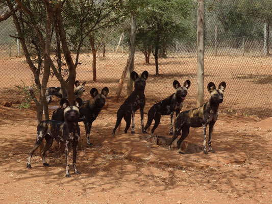 Afrikanische Wildhunde in ihrem Schutzgehege.