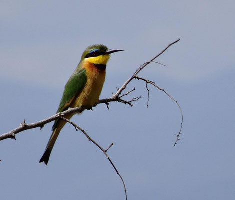 Ein Bienenfresser in Arusha-Nationalpark.