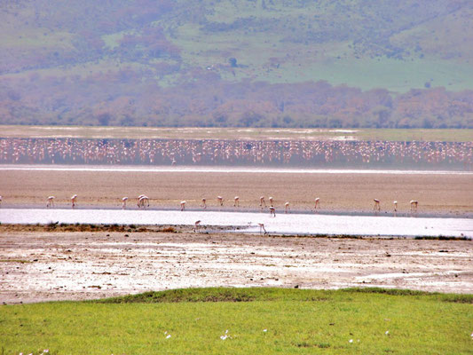 Einige der unsagbar zahlreichen Flamingos im Ngorongoro-Krater.