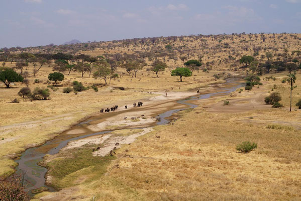 Tarangire im Sommer 2014.