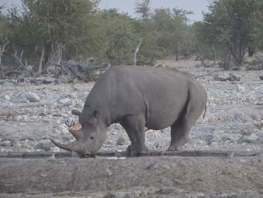 Trinkendes Nashorn: In der Etoshapfanne hatten wir noch einmal viel Nashorn-Sichtungsglück!