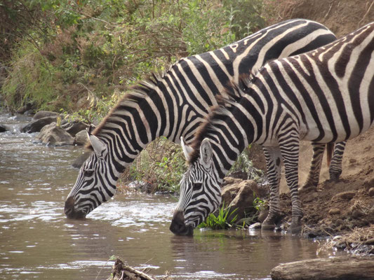 Zebras beim Trinken an einem kleinen ruhigen Bachlauf.