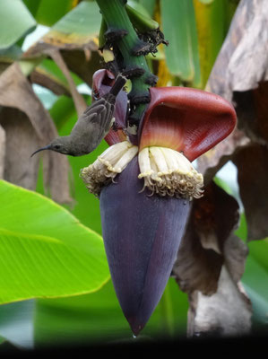Foto aus dem Unterrichtsraum heraus: Ein Vogel nascht an einer Bananenblüte.