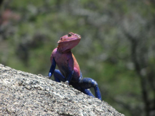 Eine farbenfrohe Echse auf dem Naabi-Hill im Serengeti-Nationalpark.