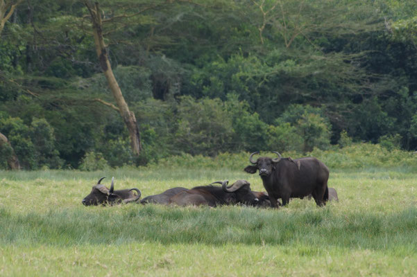 Kaffernbüffel im Arusha-Nationalpark.