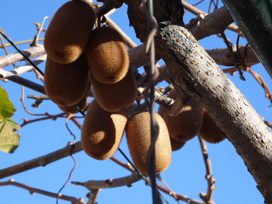 Kiwifrucht an der Pflanze in einem Schrebergarten.