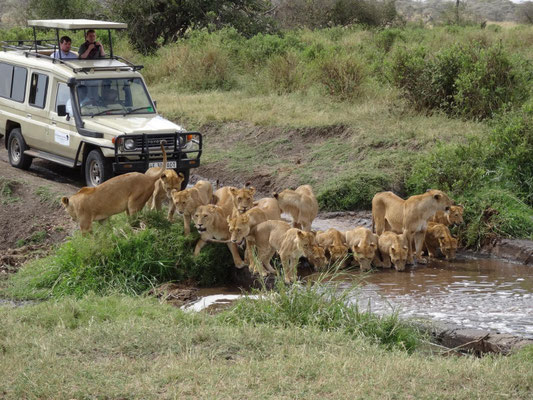Ein Löwenrudel stillt seinen Durst an einem kleinen Bächlein in der Seronera-Region der Serengeti.