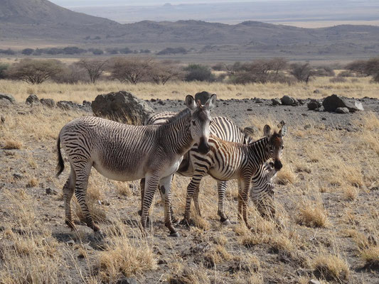 Ein extravagant gestreiftes Zebra auf unserer Fahrt zurueck nach Moshi.