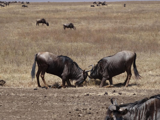 Zwei Gnus kämpfen miteinander.