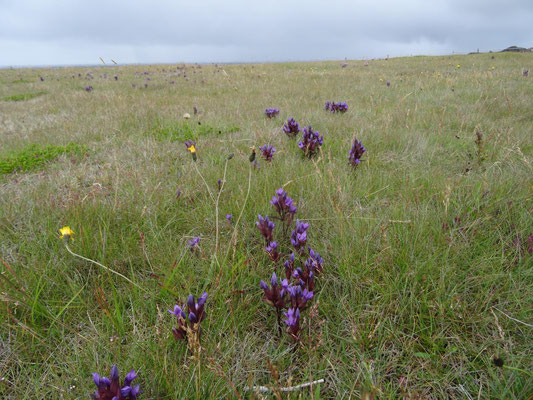 Flora und Fauna haben es nicht leicht in Island, die Sommer sind kurz und kühl!
