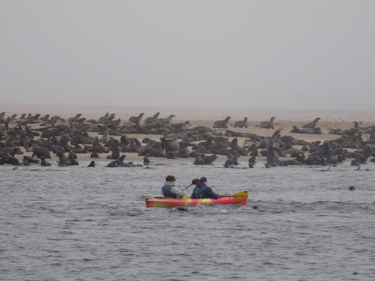 Man kann auch Kajaktouren zu den Seehundkolonien auf den vorgelagerten Sandbänken machen.