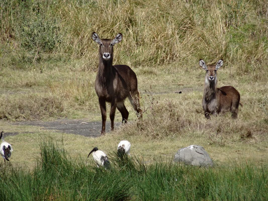 Tiere am Momellasee.