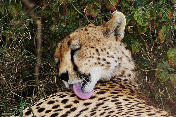 Gepard bei der Körperpflege.