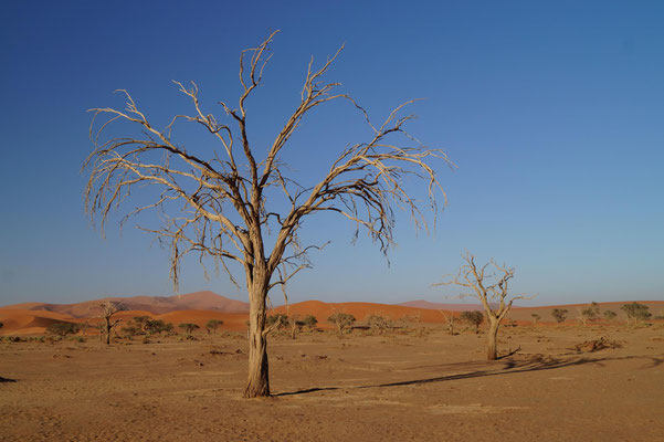 ... Deadvlei. Entlang der Küste Namibias zieht sich ein langer, ca. 200km breiter Wüstenstreifen.