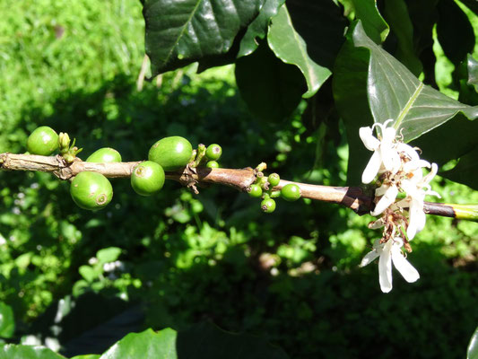 Eine verwirrte Kaffeepflanze blüht noch einmal während sie bereits Kaffeebohnen trägt.
