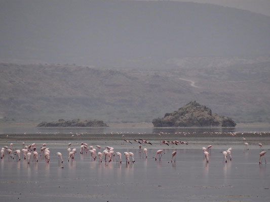 Flamingos auf dem fast eingetrockneten, sehr flachen Natronsee.