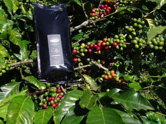 Ausgangs- und Endprodukt der Kaffeeplantage. Die Ernte wird gut. Ich habe in den letzten Jahren noch nie so viele Kaffeebohnen an den Büschen hängen gesehen!