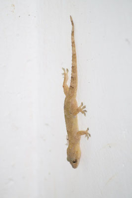 Mein Gekko-Mitbewohner in der Gästewohnung kümmert sich jede Nacht sorgfältig um die Bekämpfung lästiger Insekten. 