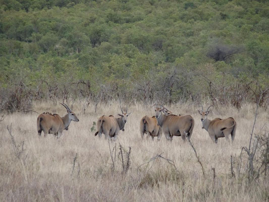 Neugierige Eland-Antilopen
