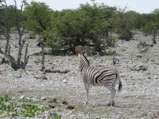 An einer anderen Wasserstelle waren wir Zeugen einer missglückten Zebrajagd durch drei sehr junge, unerfahrene Löwenmännchen. Nur zwei Meter fehlten einen der Löwen, und ein Zebra wäre in den Zebrahimmel gekommen.