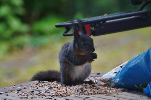 Selbstbedienung eines Eichhörnchens am Vogelfutter auf meinen Terrassentisch.