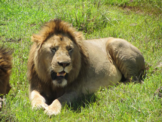 Eins von vier Löwenmännchen ruht direkt neben der Straße im Ngorongoro-Krater.