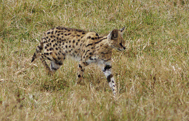 Serval auf Jagd im Gras des Ngorongorokraters.