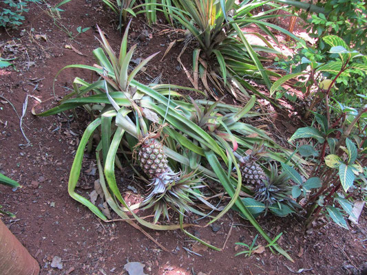 Ein Ananaspflanze im Garten einer Familie.