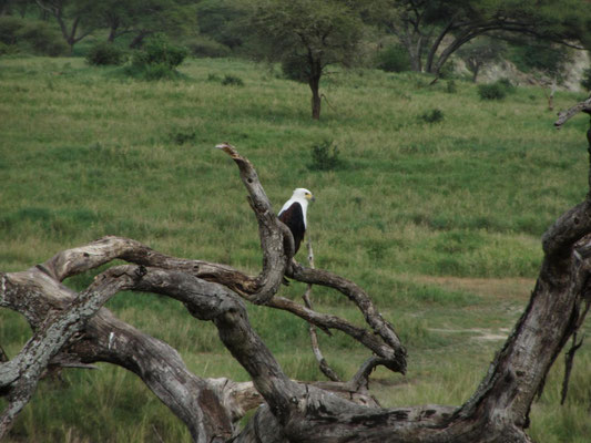 Ein Adler im Tarangire- Nationalpark.