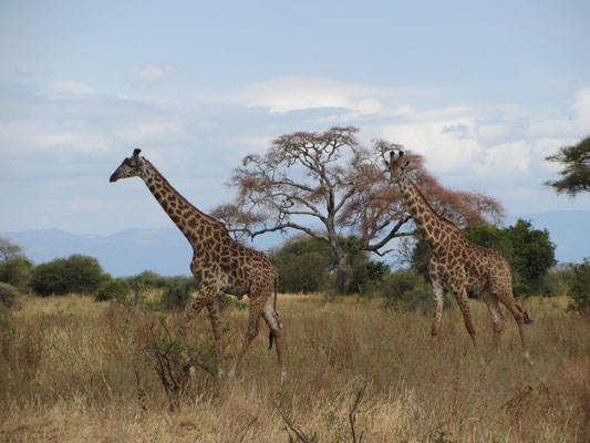 Bilder meiner Safari in drei Nationalparks von Tansania: Giraffen im Tarangire Nationalpark.