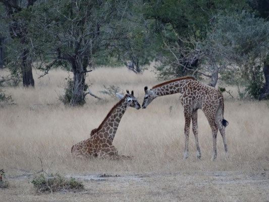 Giraffenkinder haben sich lieb.