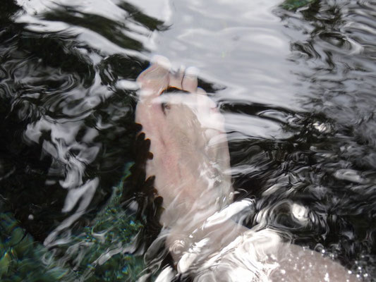 Sowie man im Wasser unbewegt bleibt kuemmern sich Putzerfische um die Hautpflege. Das kitzelt ganz schoen!