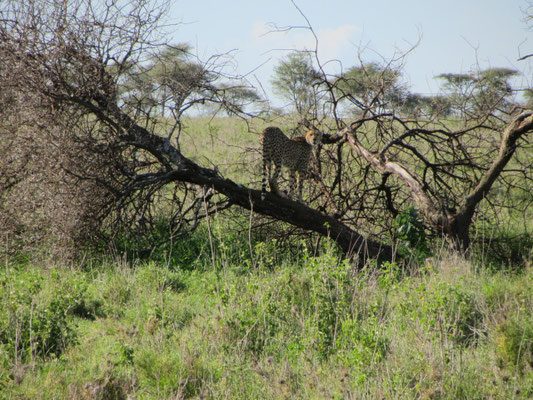 Ein Gepard auf dem Aussichtsstand bei der Suche nach Beute.